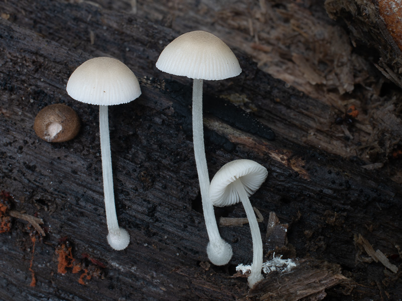 Pluteus semibulbosus 